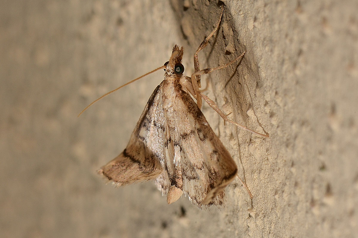 Geometridae con anomalia? No, Crambidae: Metasia ophialis